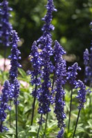 Salvia farinacea 'Sallyfun blue emotion'