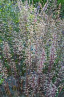 Heuchera villosa 'Harry Hay' flowering in Summer - August