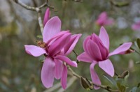 Magnolia 'Caerhays Surprise'