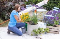 Woman planting Gaillardia in container