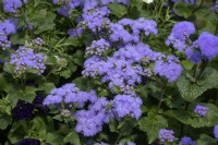 Ageratum houstonianum 'Blue planet' flossflower