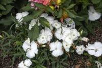 Dianthus Chinensis 'Coronet White' Sweet William