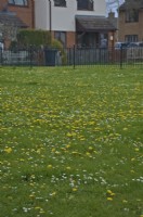 Dandelions - Taraxacum officinale and Daisies - Bellis perennis in a suburban mowed grass habitat during April