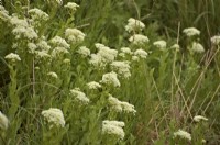 Lepidium draba - whitetop or hoary cress or Thanet cress growing in Devon, UK