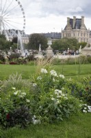 Paris France 
Jardin des Tuileries gardens in the city centre. 
Borders including Cleome spinosa 'Helen Campbell' spider flower, Salvia Farincena 'Victoria Blue' and Dahlia 'Romeo'