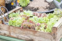Succulents in wooden tray