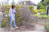 Woman cutting back branches of dead Pittosporum
