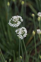Allium tuberosum - Garlic chives