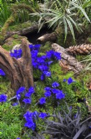 Autumnal woodland style border with plants: Gentiana sino-ornata 'Blue Silk', Carex phyllocephala 'Sparkler', Ophiopogon planiscapus 'Nigrescens', Cyperus fuscus, mossy forest bough and and tree stumps. October



