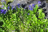 Gentiana parryi, whose flowers close on cloudy days.