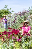 Woman cutting Dianthus flowers in garden with Woman cutting Sweet peas in the background