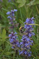 Bombus pascuorum - the common carder bee on Ajuga reptans