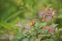 Lycaena phlaeas - Small Copper butterfly resting on a bramble - Rubus leaf