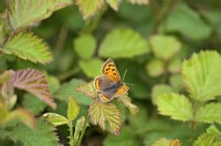 Lycaena phlaeas - Small Copper butterfly resting on a bramble - Rubus leaf