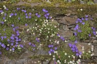 Campanula portenschlagiana and Erigeron karvinskianus - Mexican fleabane, growing in a brick capped stone wall