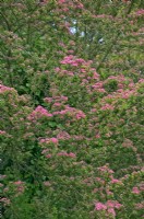 Crataegus laevigata 'Rosea Flore Pleno' - pink Hawthorn tree