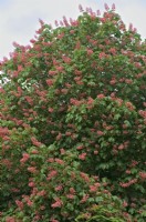 Aesculus x carnea the red Horse Chestnut