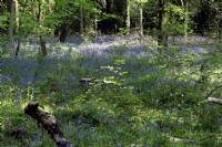 Hyacinthoides non-scripta - English Bluebells in an Oak - Quercus robur and Beech - Fagus sylvatica woodland Devon, UK in spring