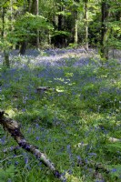 Hyacinthoides non-scripta - English Bluebells in an Oak - Quercus robur and Beech - Fagus sylvatica woodland Devon, UK in spring