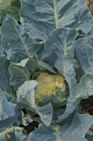 Cauliflower Brassica 'Raleigh' sown 10 January and ready to harvest mid June