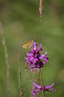 Betony - Stachys officinalis with Thymelicus sylvestris Small Skipper butterfly