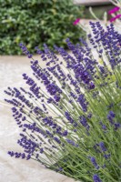 Lavandula - Lavender with paving