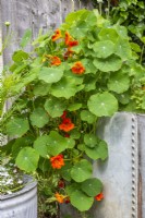 Nasturtiums trailing over the side of upcycled galvanised metal water tank 