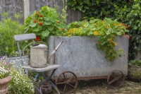 Upcyled galvanised metal water tank on wheels planted up with trailing nasturtiums and herbs on brick patio 