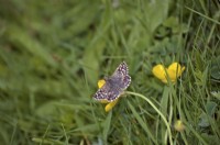 Grizzled Skipper butterfly - Pyrgus malvae  on Ranunculus - Buttercup