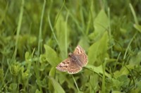 Dingy Skipper butterfly - Erynnis tages on species rich grassland