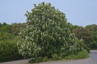 Aesculus hippocastanum the Horse Chestnut flowering in spring