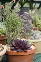 Succulents in a terracotta pot on greenhouse staging in July