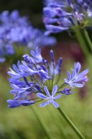 Agapanthus in July