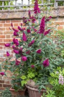 Buddleja davidii 'Prince Charming' in large terracotta container next to wall