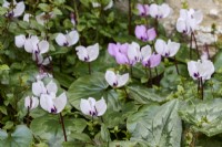 Cyclamen coum in flower in a bed of Cyclamen Coum and Cyclamen hederifolium