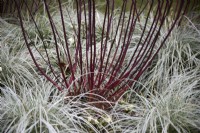 Cornus alba 'Kesselringii' with Carex oshimensis EVEREST 'Fiwhite'