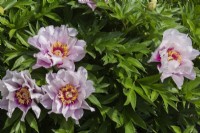 Mauve and pink flowering Paeonia - Peony shrub in spring.