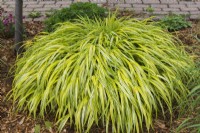 Hakonechloa macra 'Aureola' - Perennial Grass in mulch border in spring.
