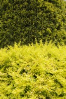 Berberis thunbergii  'Aurea' - Japanese Barberry shrub and Thuja occidentalis tree in spring.