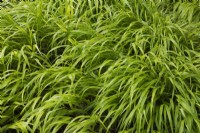 Hakonechloa macra 'Aureola' - Perennial Grass in spring.