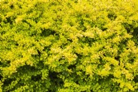 Berberis thunbergii 'Aurea' - Japanese Barberry shrub in spring.