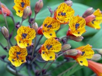 Bomarea glaucescens in flower July Summer