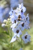 Bumble bee on delphinium flowers in June