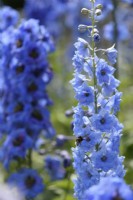 Delphinium flowers in June with bumble bee