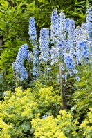 Delphiniums in a border edged with Alchemilla mollis in a Cotswold garden in June
