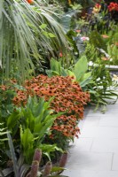 Echinacea Sombrero Adobe Orange in the Exotic Garden at RHS Wisley in August
