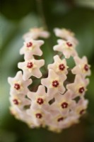 Hoya carnosa flowers