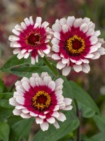 Zinnia elegans 'Swizzle cherry and Ivory' August Summer