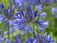 Agapanthus 'Navy Blue' in Flower Early August