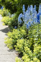 Delphiniums in border edged with Alchemilla mollis in a Cotswold garden in June